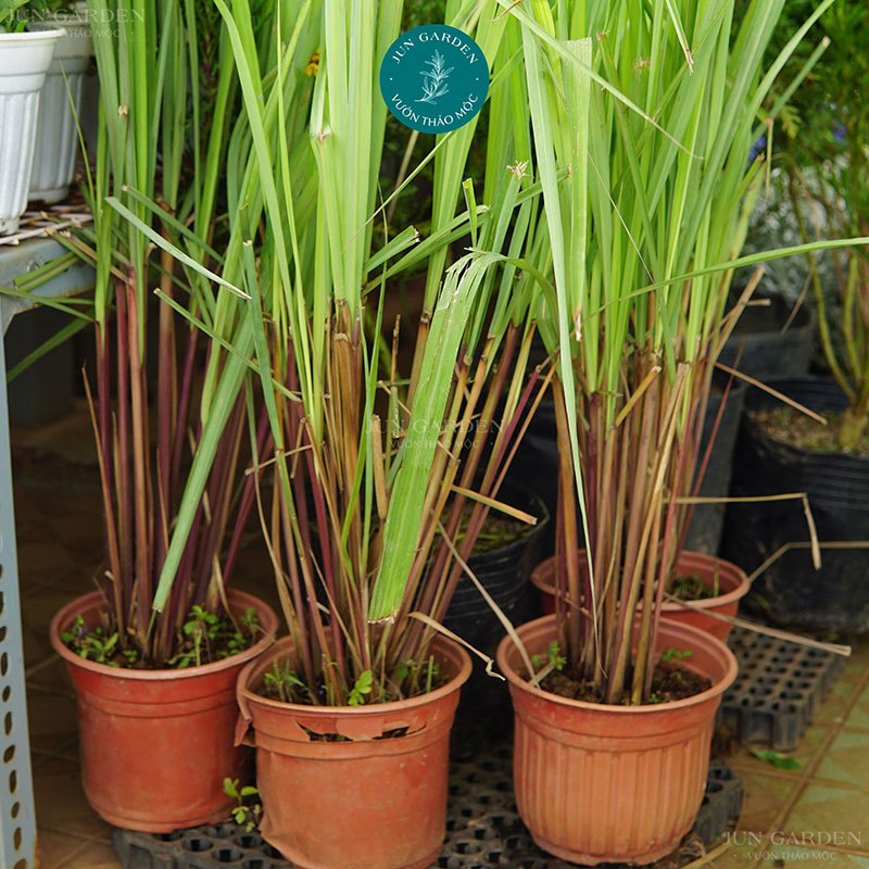 Cây Giống Sả Java, Sả chanh Thái