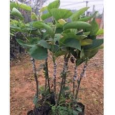 Cây Giống Lê Vàng