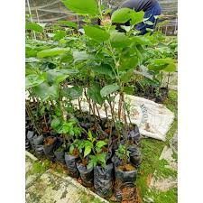 Cây Giống Lê Vàng