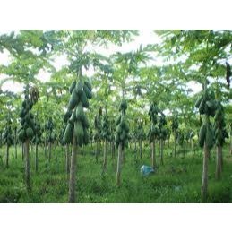 Cây giống đu đủ