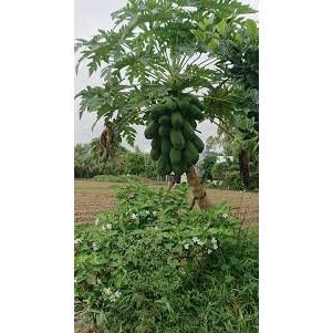 Cây Giống Đu Đủ