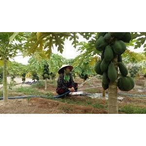 Cây Giống Đu Đủ