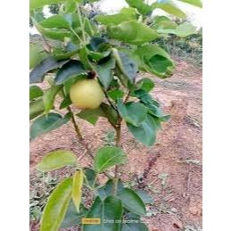 Cây Giống Lê Vàng