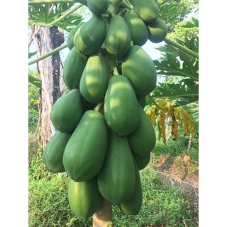 Cây Giống Đu Đủ