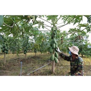 Cây Giống Đu Đủ