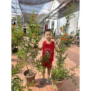 Cây lựu đỏ sẵn quả nhỏ và hoa giao như hình
