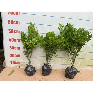 Cây giống tắc chua ,quất chua