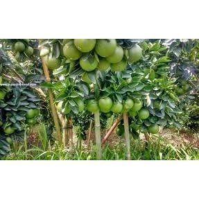 GIỐNG CÂY CAM