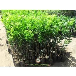 GIỐNG CÂY CAM