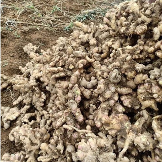 Gừng khô, thơm thái lát 100g