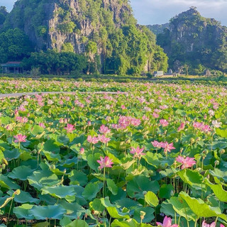 Gói 10 hạt giống sen ta - sen lớn