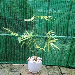 Trúc phật bà mini - cây cảnh để bàn