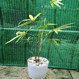 trúc phật bà mini (đùi gà)- cây cảnh để bàn
