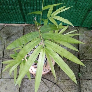 trúc phật bà mini (đùi gà)- cây cảnh để bàn