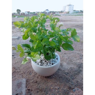 Chậu Cây Hoa Nhài