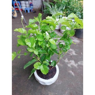 Chậu cây hoa nhài