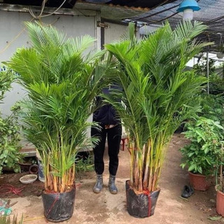 Cây cau lụa vàng cao 1m, trồng cảnh trang trí sân vườn, chậu trong nhà, cây bầu chắc khỏe