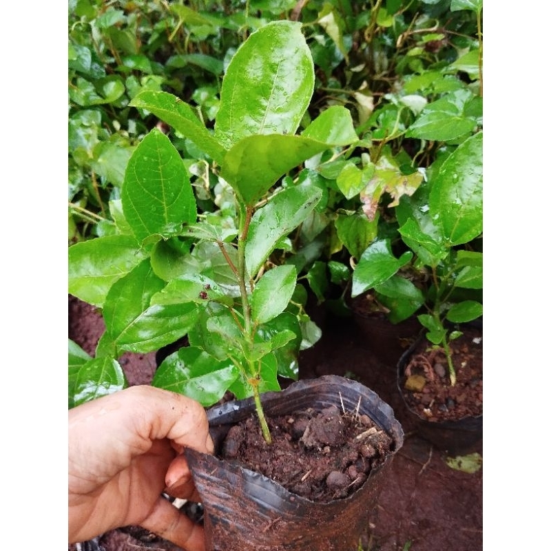 cây chanh dây ngọt (loại ươm hạt, trái vàng, thơm)