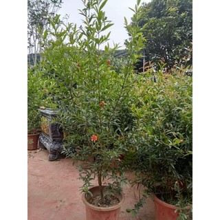 Lựu Đỏ Thái Lan cây choai