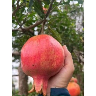 Lựu Đỏ Thái Lan cây choai