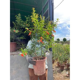 Lựu Đỏ Thái Lan cây choai