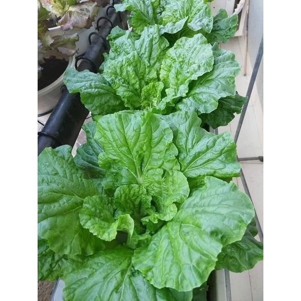 CẢI XANH BEIJING CHOI MỸ 100 hạt