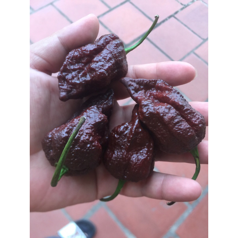 Hạt giống ớt siêu cay Seven hot pot chocolate (7 Pot Chocolate ) nảy 99%mầm