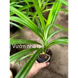 Cây lá dứa bầu đất, lá nếp tạo màu mùi thơm