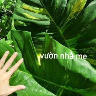 Dây trầu bà lá siêu to nhánh rễ trần