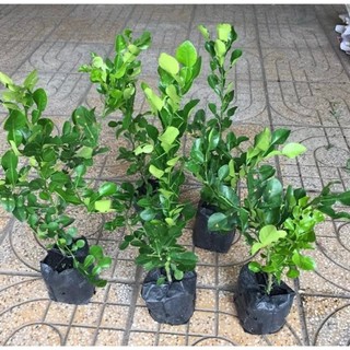 Chậu nhựa mềm 🍀 giống chanh chúc bán ảnh cuối 🍀 - chanh Thái thơm ngon 🍀
