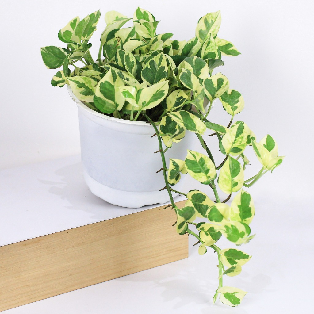 Chậu mềm 🍀  bán ảnh cuối -  🍀  Epipremnum aureum Snow Queen/  🍀  trầu tuyết xinh xắn  🍀