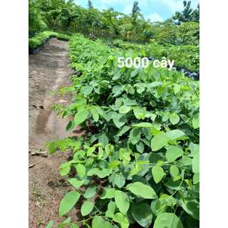 1kg Quả trắc đỏ giống