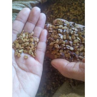 1kg Quả trắc đỏ giống