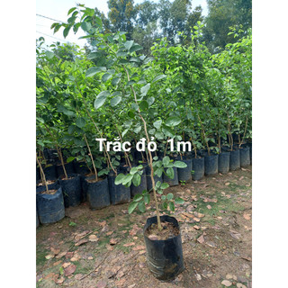 1kg Quả trắc đỏ giống