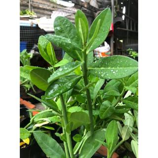 Chậu mềm 🍀🌱Thạch Anh🍀🌱bán ảnh cuối