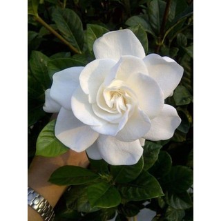 Cây giống hoa Bạch thiên hương