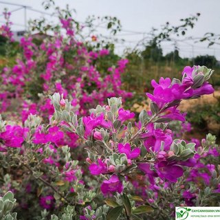 Chậu mềm🍀 tuyết sơn phi hồng🍀 - hoa tím cực xinh🍀