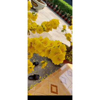 Mai Giảo Như Ý cây mai đột biến hoa nở đồng loạt rực cây.