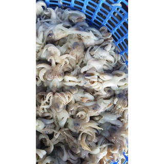 Đầu mực mini 1kg net 7