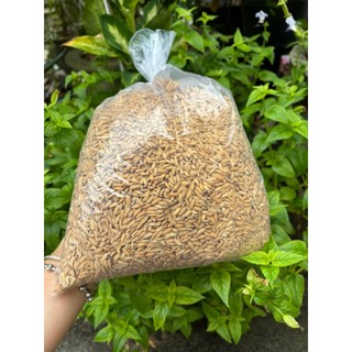 5 kg lúa cho chim, bồ câu, gà, vịt... hạt tròn dinh dưỡng