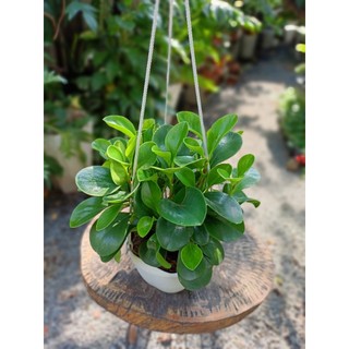 Cây trường sinh để bàn 20-30cm  (đã bật hỏa tốc HCM)