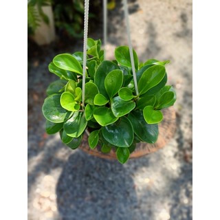 Cây trường sinh để bàn 20-30cm  (đã bật hỏa tốc HCM)