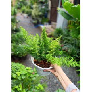 Cây tùng đuôi chồn 20-30cm (chỉ giao hỏa tốc HCM)