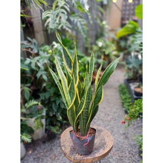Cây lưỡi hổ cao 60-70cm(chỉ giao hỏa tốc HCM)