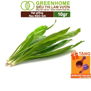 Hạt Giống Ngò Gai Greenhome, Gói 10gr, Mùi Tàu, Nảy Mầm Cao, Thu Hoạch Nhanh, Năng Suất G08