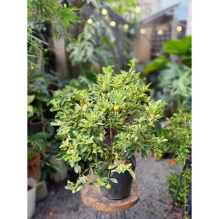 Cây tắc cẩm thạch 70-80cm