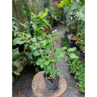 Cây táo thái 40-50cm (đã có hoa- chỉ giao hỏa tốc HCM)