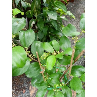 Cây táo thái 40-50cm (đã có hoa- chỉ giao hỏa tốc HCM)