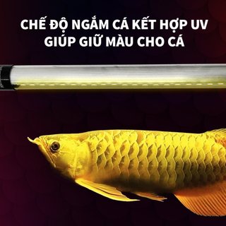 Đèn Bối Zako D35 3 Chế Độ