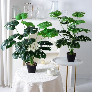 Cây trầu bà lá xẻ giả, cây giả trang trí nhà cửa, văn phòng - Cây 18 lá